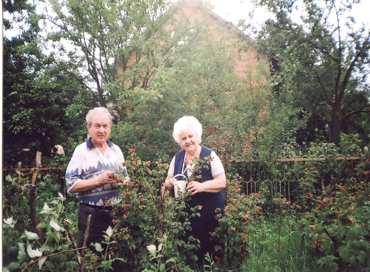 Йосип Михайлович із дружиною на дачі збирають ягоди